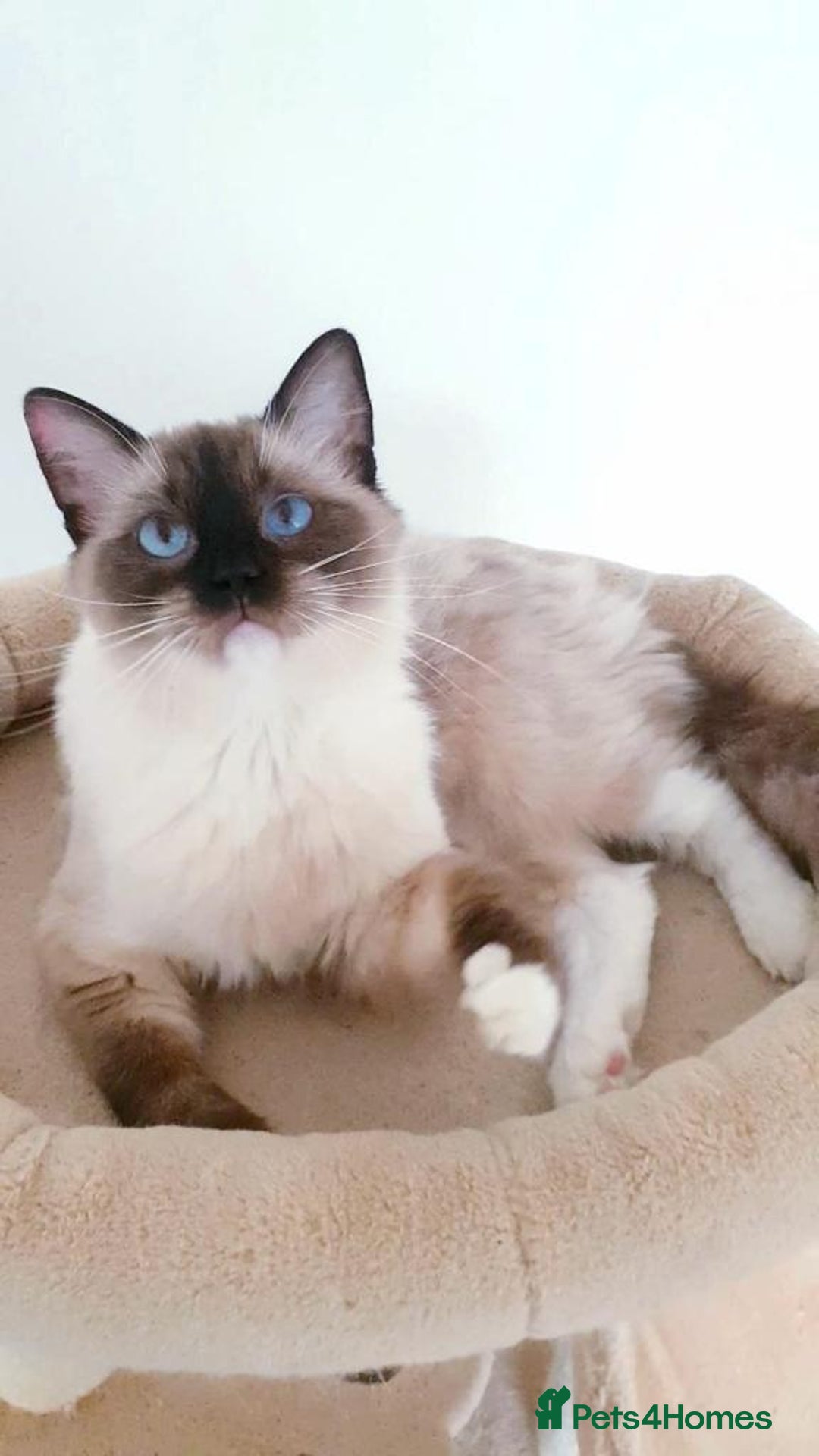 Ragdoll cats for sale: Three beautiful Ragdoll Ready to Leave 20/12/2025  - Advert 28