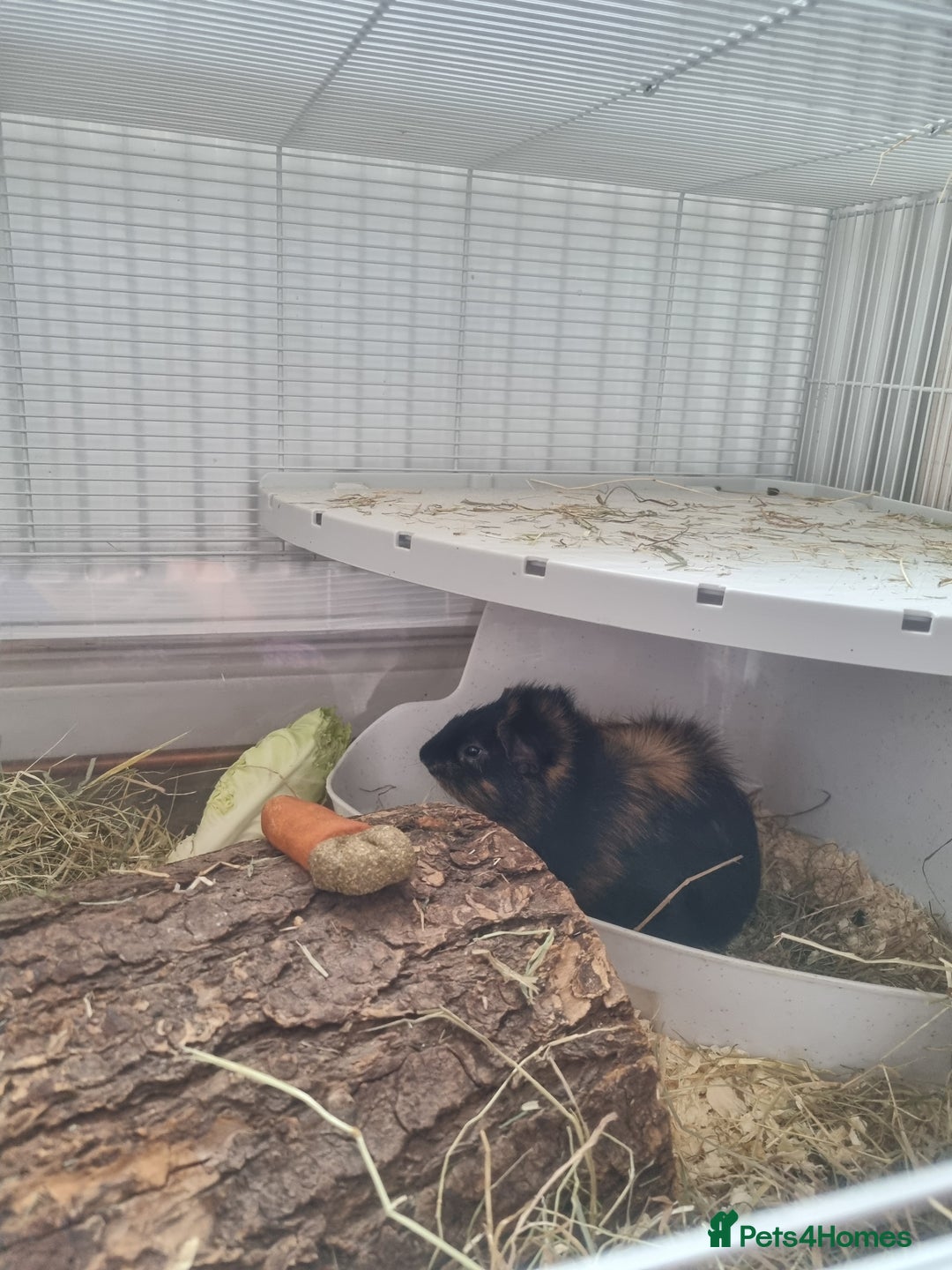 Guinea Pig rodents for sale: Male guinea pig and cage  - Image 2