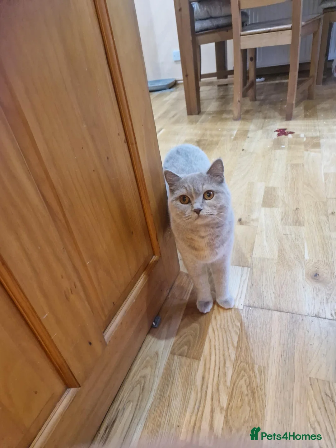 British Shorthair cats for sale: Kittens blue goy and girl in Nottingham - Advert 2