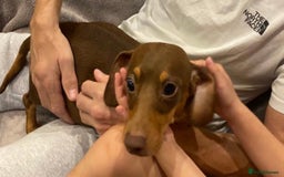 Miniature Dachshund dogs for sale: Kennel club registered chocolate and tan girl  - Image 2
