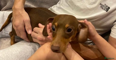 Miniature Dachshund dogs - Advert 10