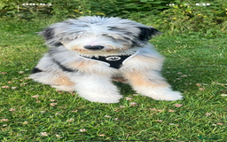 Bernedoodle dogs for sale: Curtabemdoodles Bernedoodles  - Image 19
