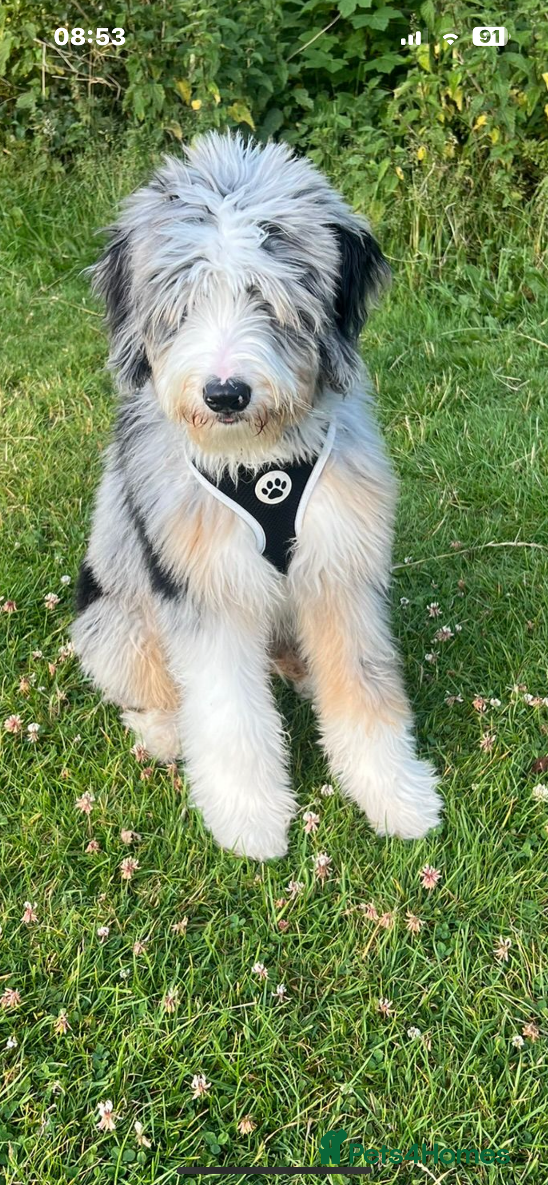 Bernedoodle dogs for sale: Curtabemdoodles Bernedoodles  - Image 19