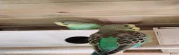 Budgerigars birds for sale: Baby budgies, easily tamed  - Advert 5