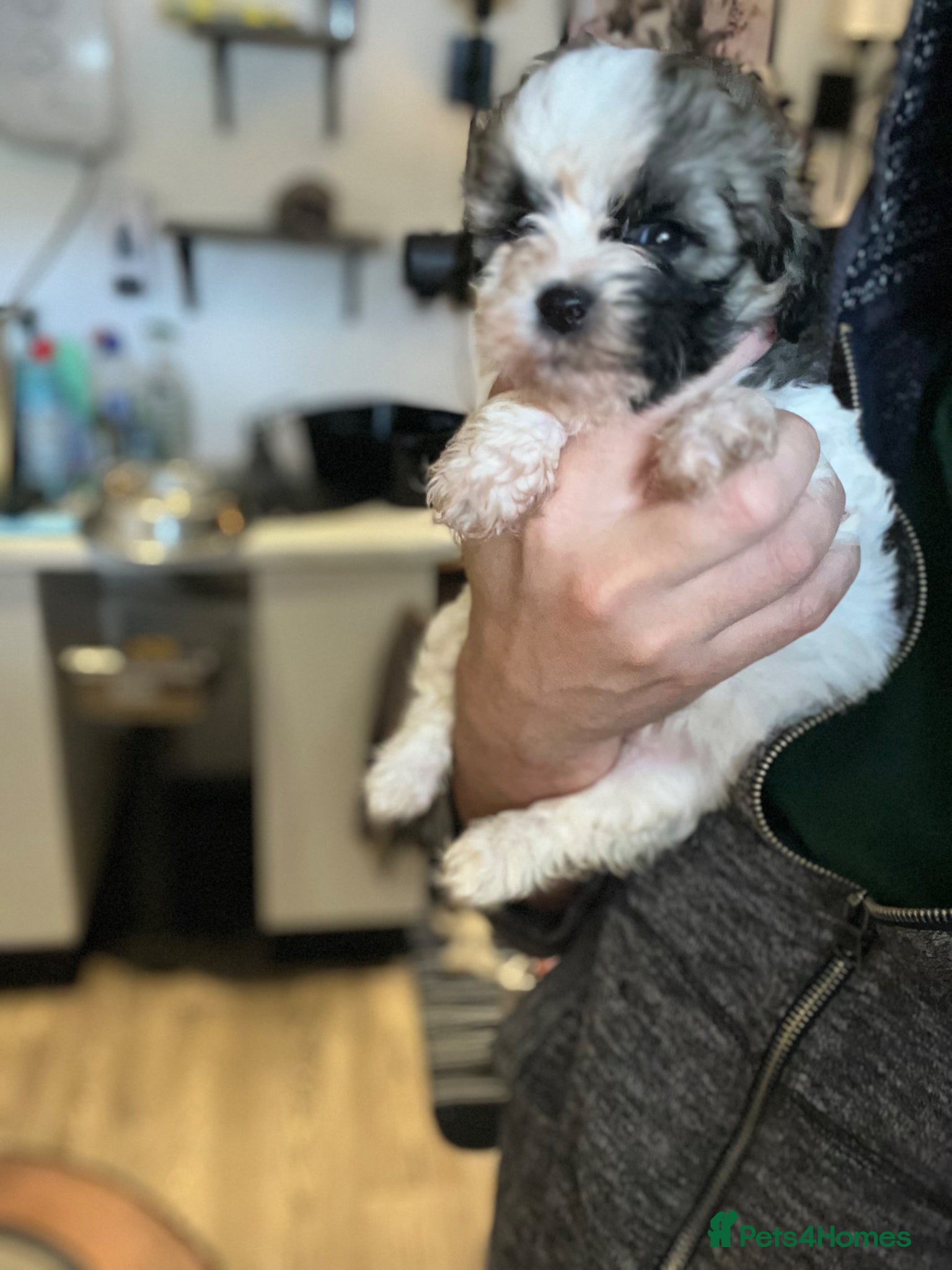 Shih Tzu dogs Shihtzu-Poodle mix Toy shihpoo puppies  - Advert 1