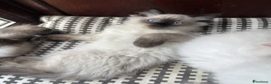 Ragdoll 3