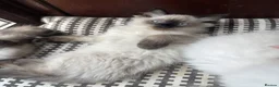 Ragdoll cats for sale: 3 gorges seal point ragdolls - Advert 12