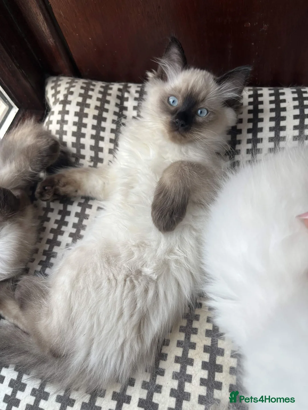 Ragdoll cats for sale: 3 gorges seal point ragdolls - Advert 12