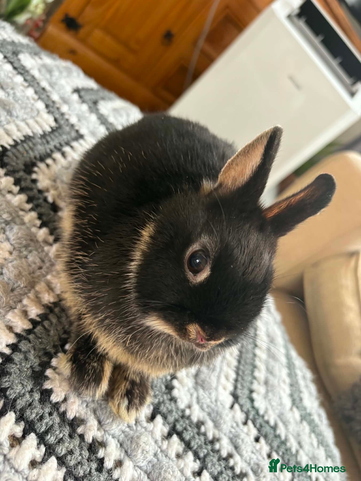 Netherland Dwarf rabbits Netherlands dwarf buck  - Advert 1