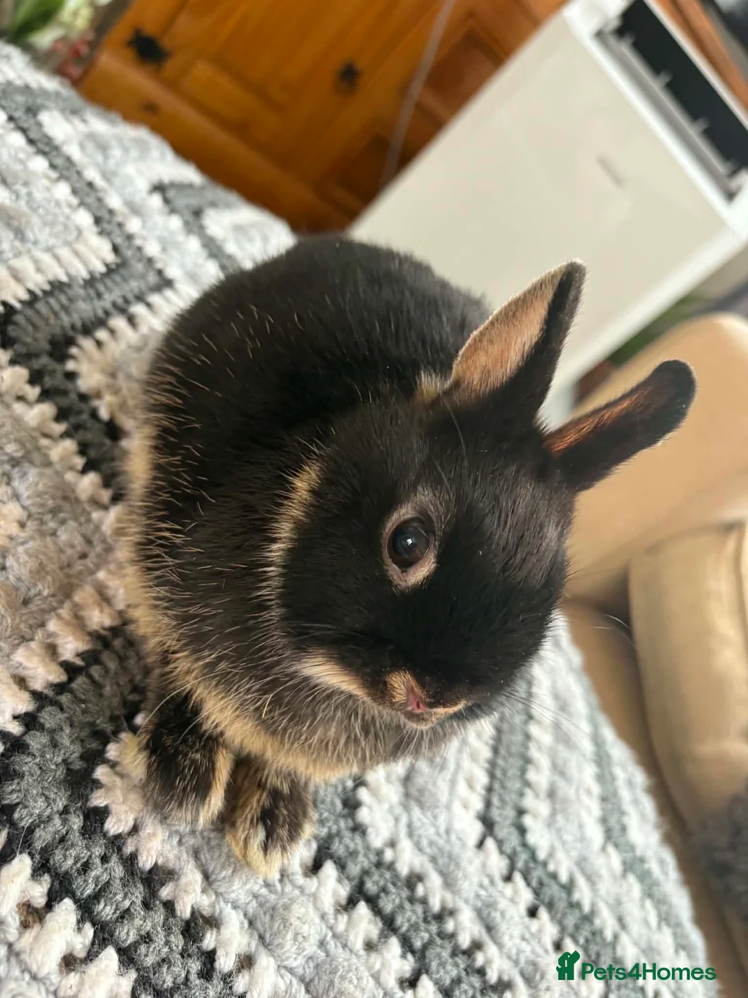 Netherland Dwarf rabbits for sale: Baby rabbits  - Advert 1