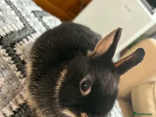 Netherland Dwarf rabbits Baby rabbits - Advert 1