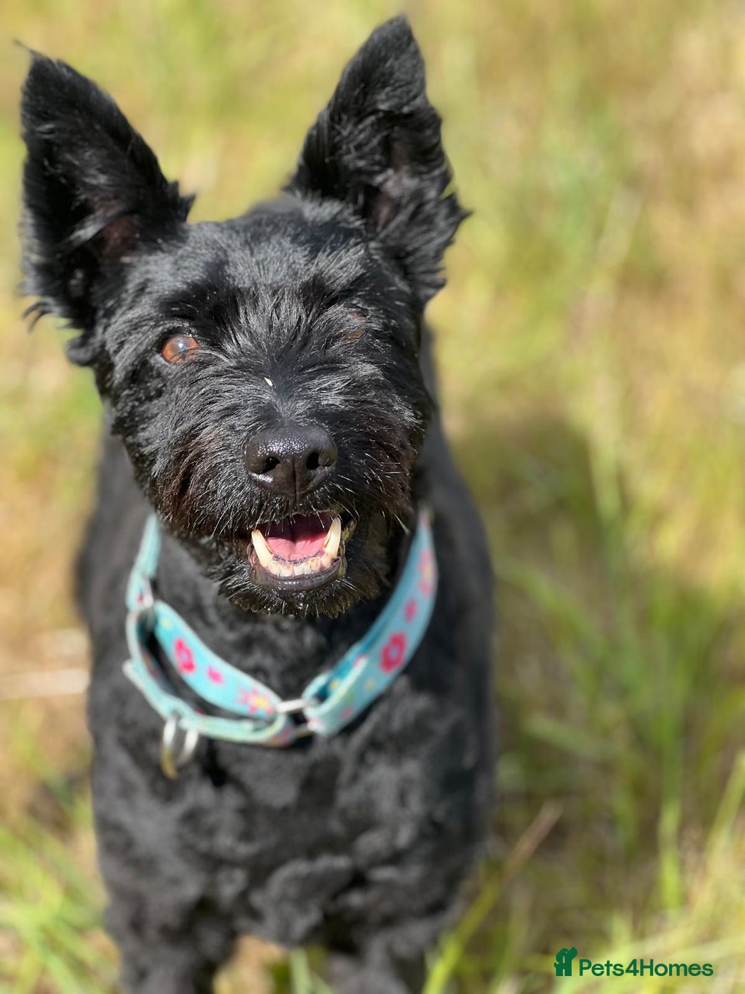 Mixed Breed dogs for adoption: Sweet Snaci looking for LOVE in Salisbury - Image 9