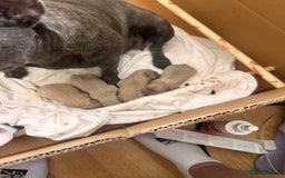 French Bulldog dogs for sale: KC REG QUALITY FRENCH BULLDOG PUPPIES! - Image 3