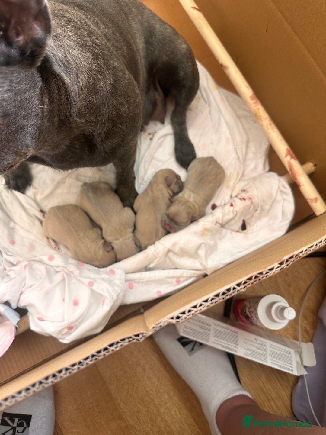 French Bulldog dogs for sale: KC REG QUALITY FRENCH BULLDOG PUPPIES! - Image 3