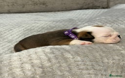 English Bulldog dogs for sale: English Bulldog puppies for sale KC registered  - Image 9