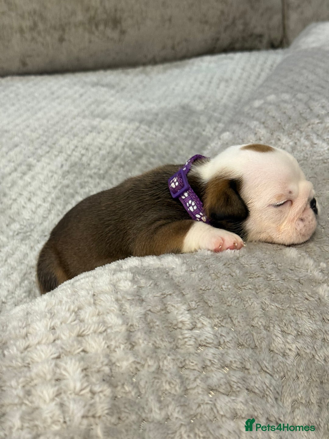 English Bulldog dogs for sale: English Bulldog puppies for sale KC registered  - Image 9