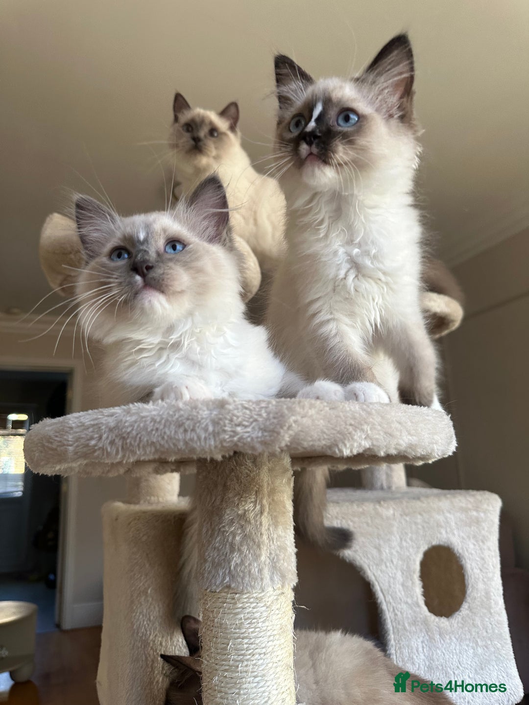 Ragdoll cats for sale: Last boy available! GCCF parents, pure ragdoll🤍 - Advert 11