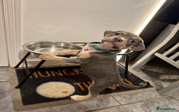 Mixed Breed dogs for sale: Amstaff mix, ready for forever home.  - Image 5