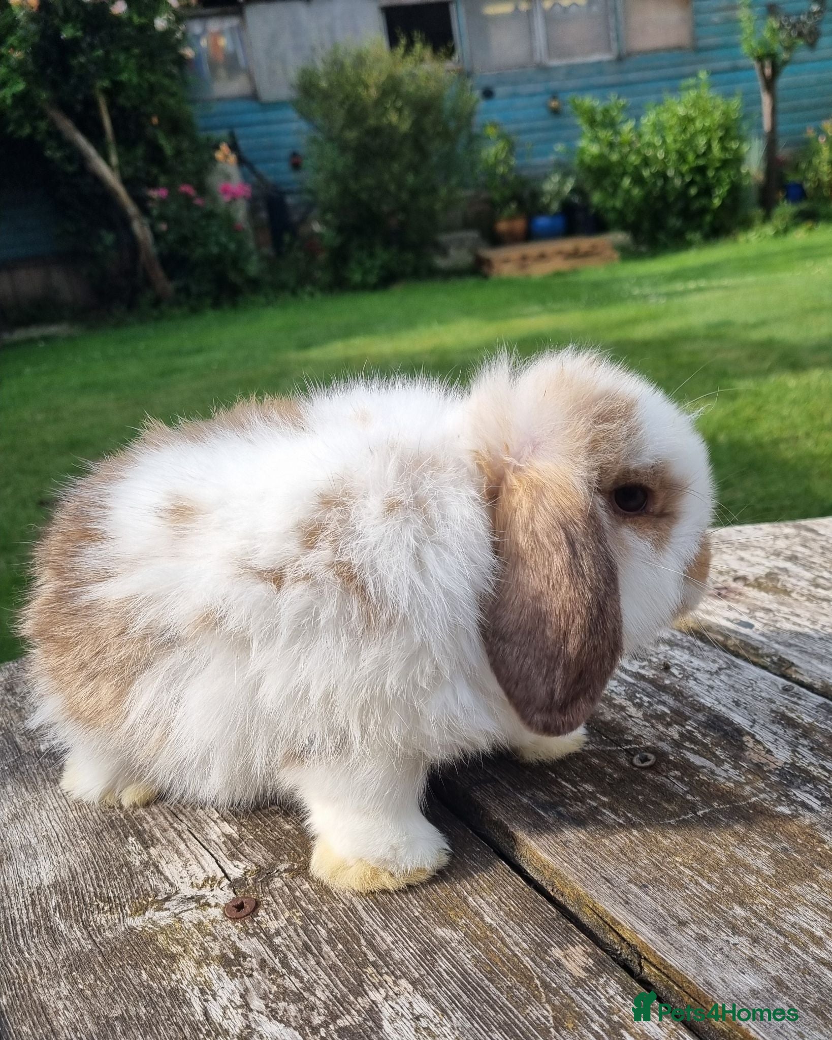 Mini Lop rabbits Gorgeous mini lop boy - Advert 2