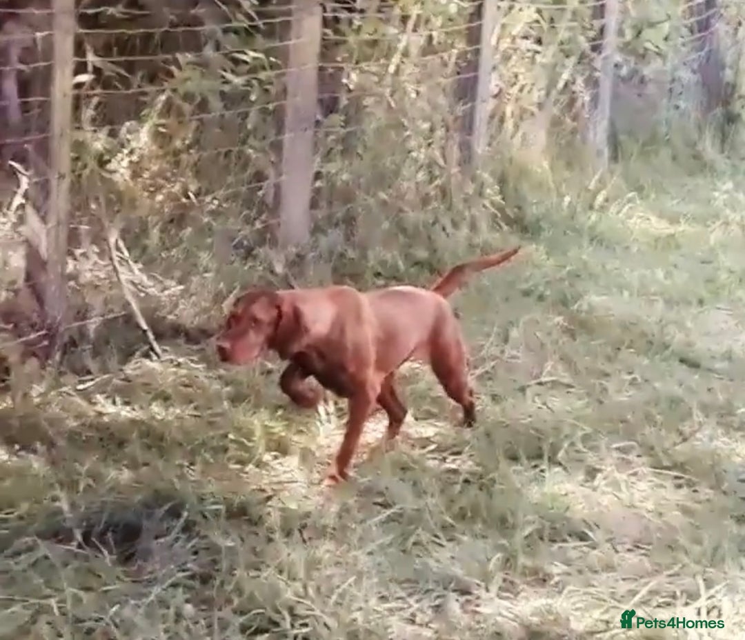 Hungarian Vizsla dogs for sale: Gamekeeper bred KC registered Crufts progeny - Image 14
