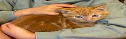Mixed Breed cats for sale: Fantastic Farm Kittens  - Advert 17