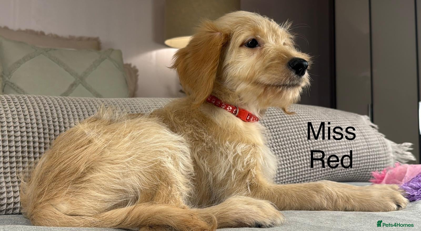 Goldendoodle dogs FULLY VACCINATED AND ABLE TO GO OUT ON WALKS.  - Advert 1