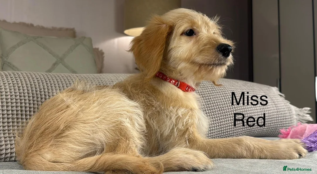 Goldendoodle dogs for sale: FULLY VACCINATED AND ABLE TO GO OUT ON WALKS.  - Advert 1