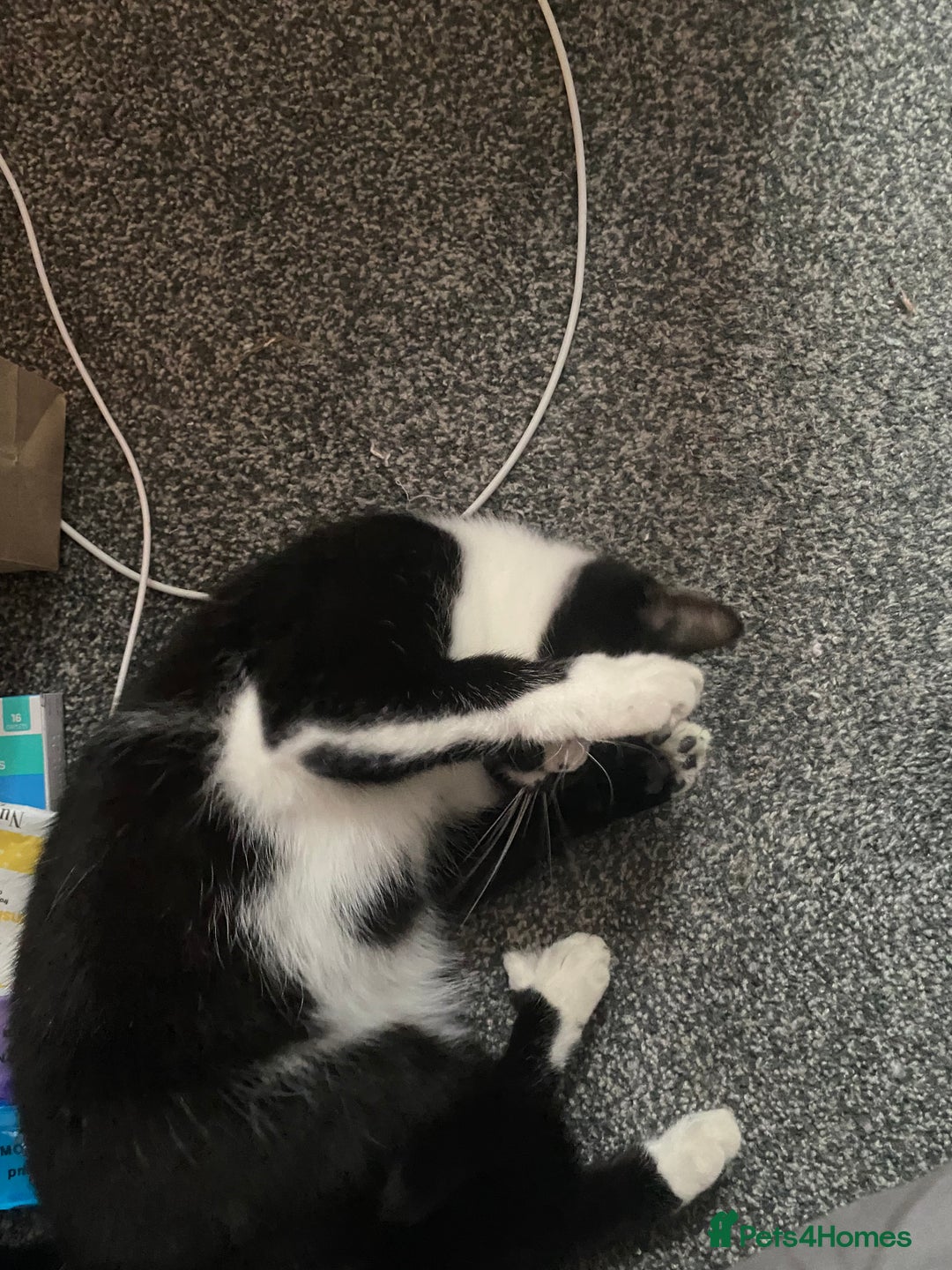 British Shorthair cats for sale: Mother and baby  - Advert 1