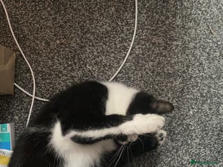 British Shorthair cats Mother and baby - Advert 13