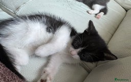 Mixed Breed cats for sale: Kittens for sale - Image 30