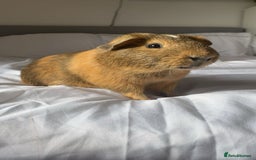 Guinea Pig rodents for sale: Macao and Midas  - Image 4