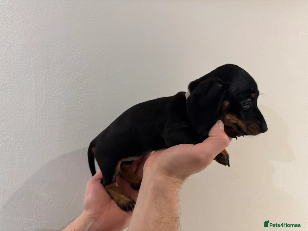 Miniature Dachshund dogs for sale: READY NOW KC Miniature Dachshunds  - Advert 9