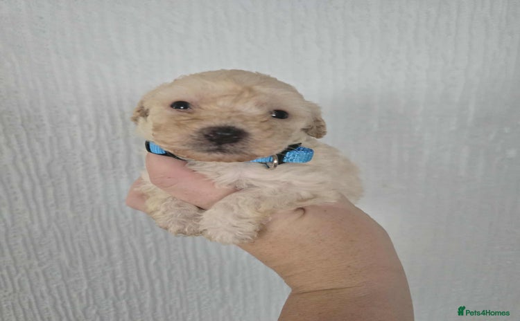 Toy Poodle dogs Stunning toy poodle puppies  - Advert 6