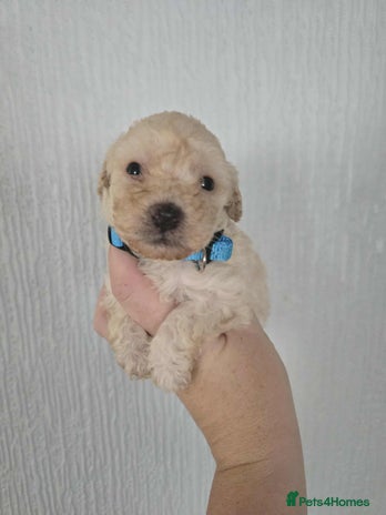Toy Poodle dogs Stunning toy poodle puppies - Advert 6