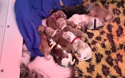 Cocker Spaniel dogs for sale: KC show type cocker spaniels  - Image 6