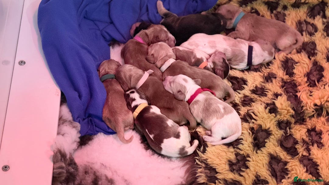 Cocker Spaniel dogs for sale: KC show type cocker spaniels  - Image 6