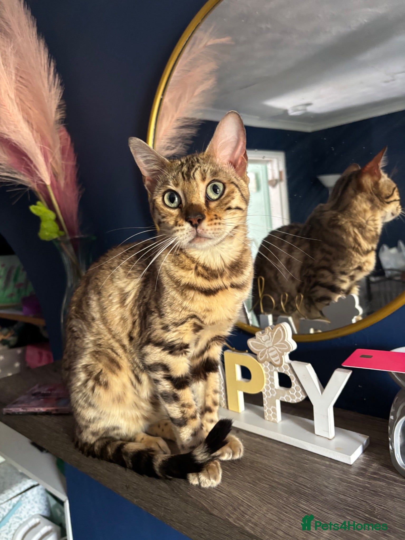 Bengal cats Snow mink Queen  - Advert 4