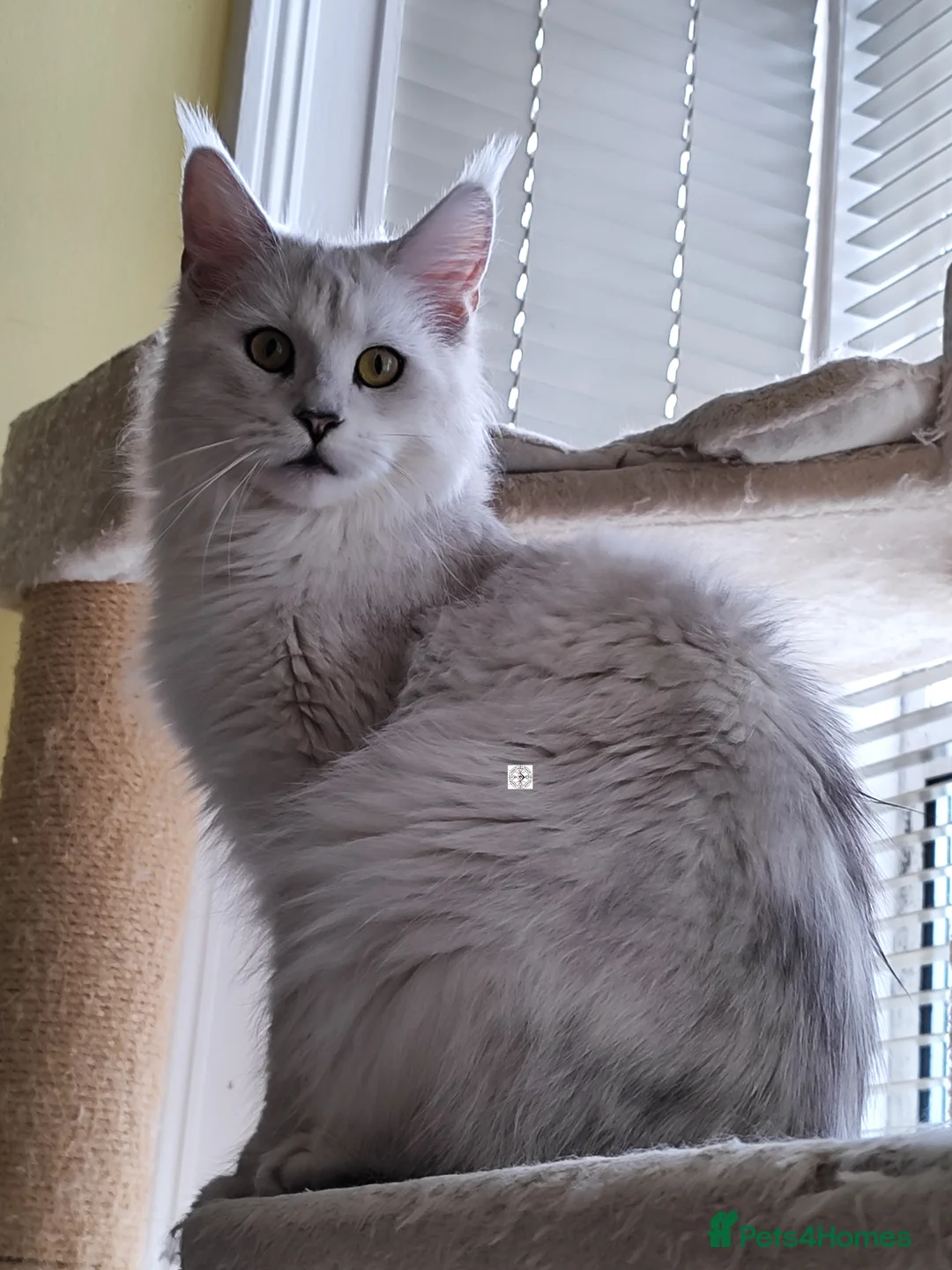 Maine Coon cats for sale: The sweetest girl ever 😻 - Advert 2