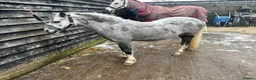 Welsh Section A horses for sale: Lead rein / First Ridden - Advert 3
