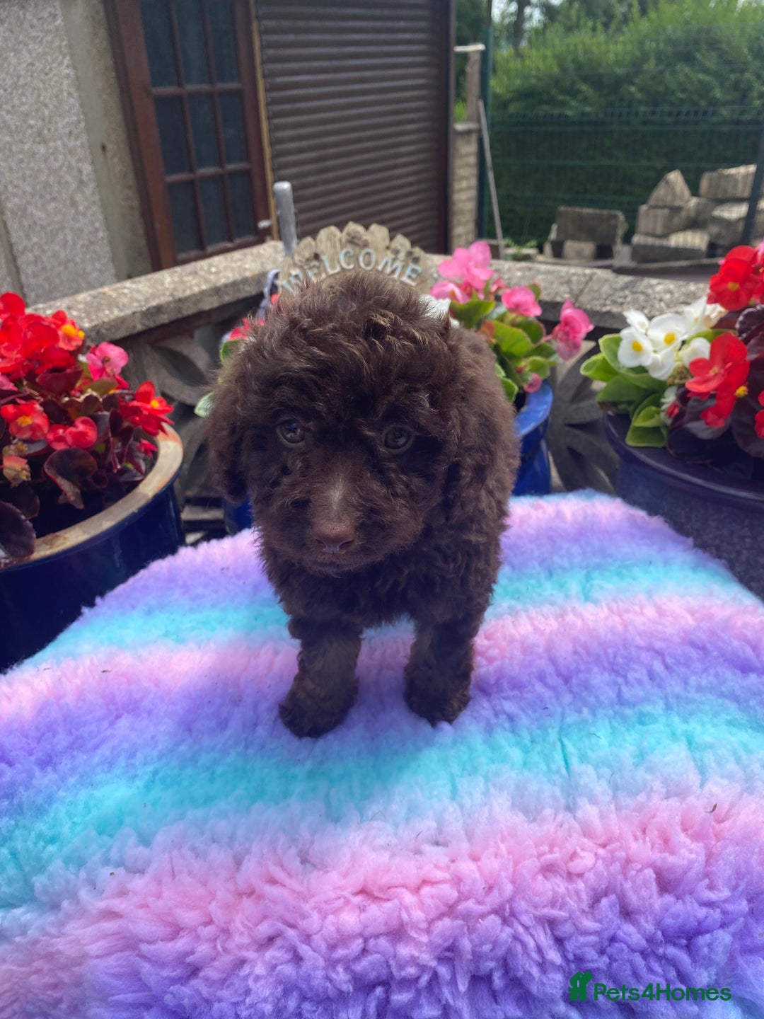 Cavapoo dogs for sale: 1 girl left 💕 f1b cavapoos ready now 🏡 - Image 10