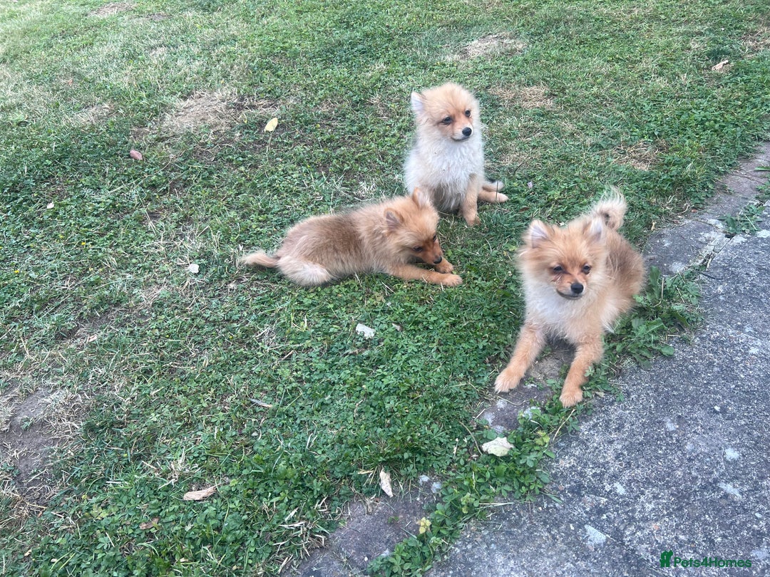 German Spitz dogs for sale: 4x Beautiful German Spitz Pomeranian Puppies  - Image 24