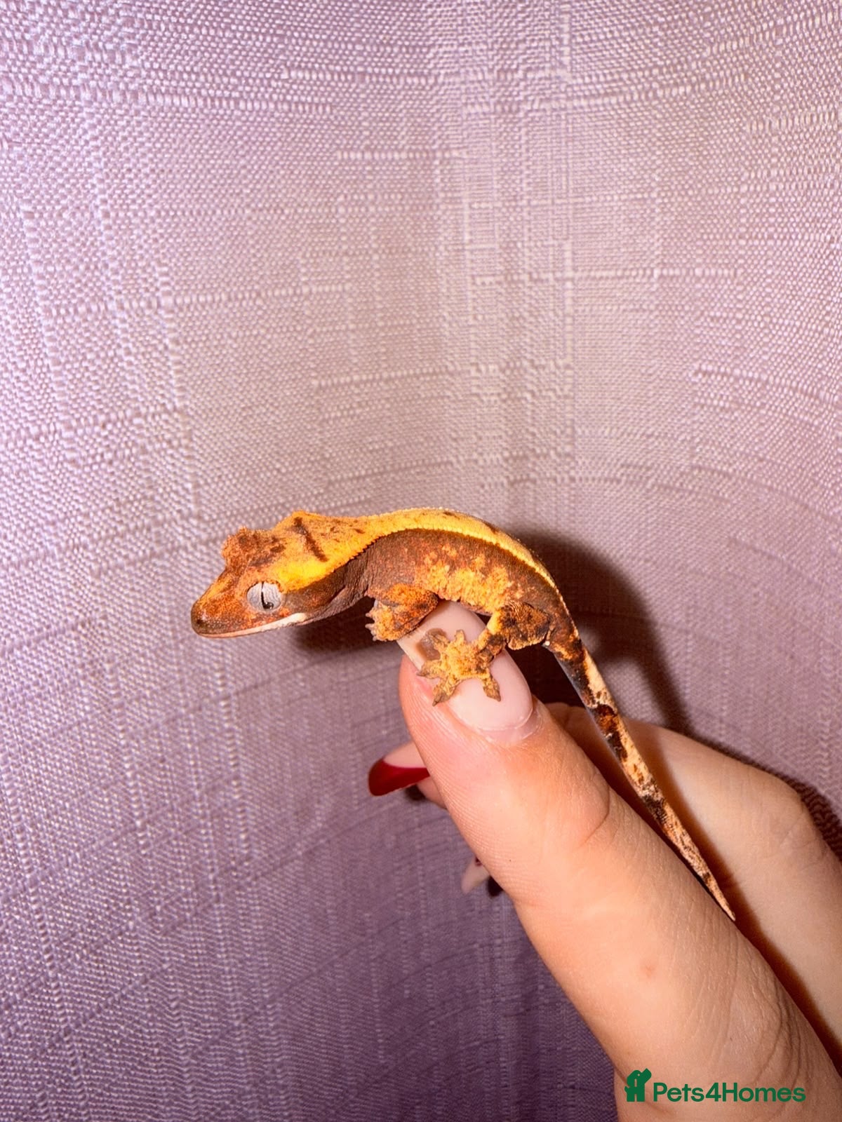 Gecko reptiles Crested Gecko Babies - Advert 15