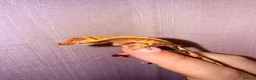 Gecko reptiles for sale: Crested Gecko Babies - Advert 1