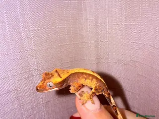 Gecko reptiles Crested Gecko Babies - Advert 2