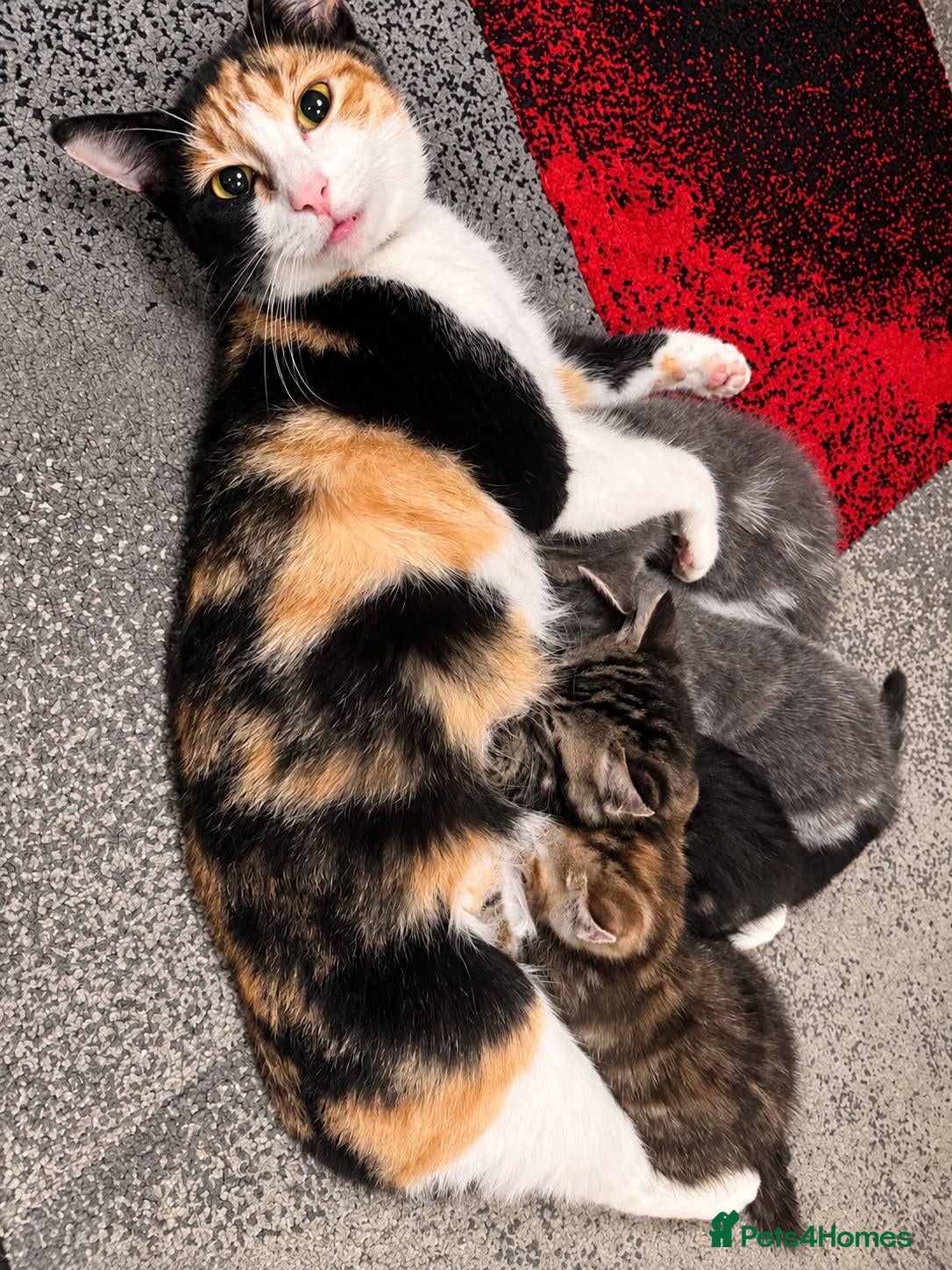 Domestic Shorthair cats Kittens friendly  - Advert 11