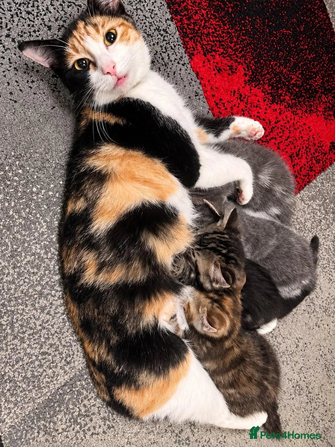 Domestic Shorthair cats for sale: Kittens friendly  - Advert 1