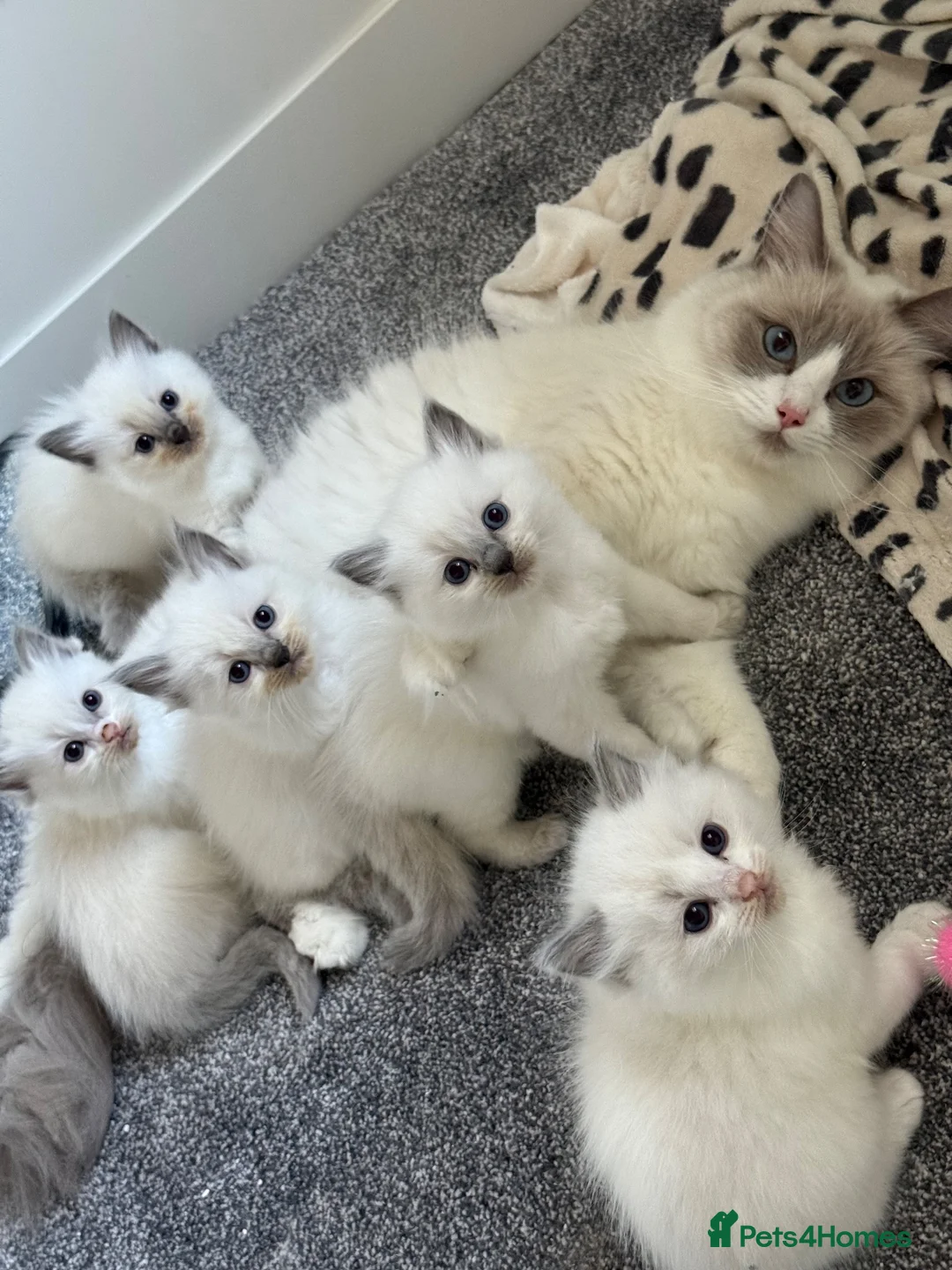 Ragdoll cats for sale: 🐾Beautiful GCCF/TICA Registered Ragdoll Kittens🐾 in Glasgow - Advert 2