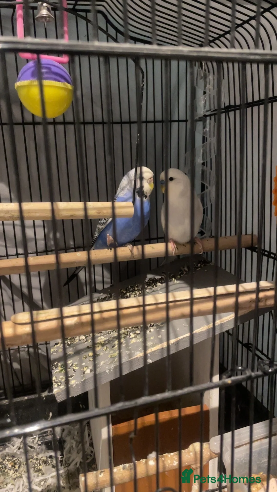 Budgerigars birds for sale: Pair of budgies  in High Wycombe - Advert 1