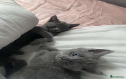 Russian Blue cats for sale: Russian blue kittens  - Image 1