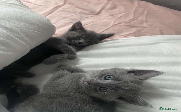 Russian Blue cats - Advert 1